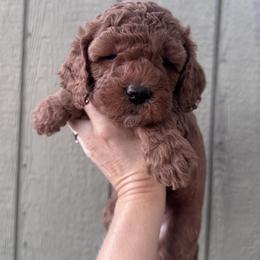 Poppy - Red  female Goldendoodle puppy in Mustang, Oklahoma from The Doodle grove