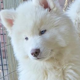 Asti - White male Siberian Husky puppy in Woodlawn, Virginia from Delta Huskies