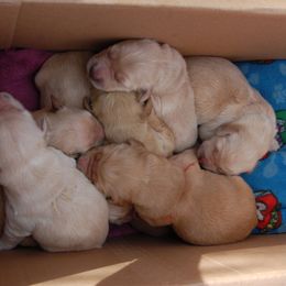 Golden Retriever Puppies from High Plains Goldens