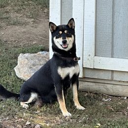 Avanlie - Shiba Inu