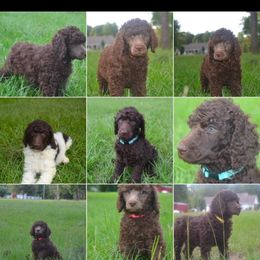 Poodle puppies from Jolley Poodles