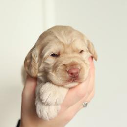 Pink - Caramel female Australian Labradoodle puppy in Williamstown, New York from Lewis Manor Labradoodles