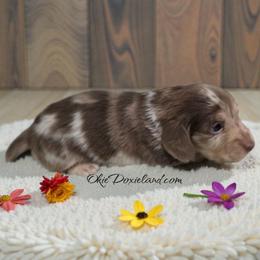 Rolly - Chocolate and cream male Dachshund puppy in Oklahoma City, Oklahoma from OkieDoxieland Dachshunds