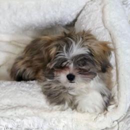 Sage - Brindle male Lhasa Apso puppy in Hillsboro, Oregon from Luv-N-Laughter Lhasa Apsos