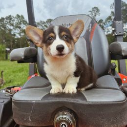 Tux - Black and white male American Corgi puppy in Inverness, Florida from Canaan Farm Corgis