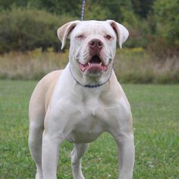Vada - Alapaha Blue Blood Bulldog