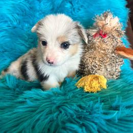 Miranda - Blue merle and white female American Corgi puppy in Los Lunas, New Mexico from Blue Diamond Welsh corgis