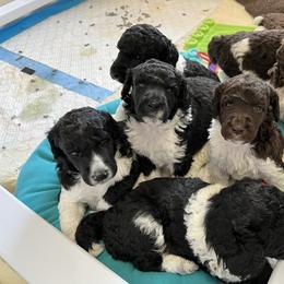 Poodle Puppies from Apricity Poodles