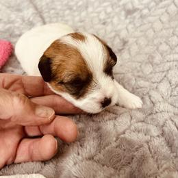 Fuchsia - White and tan female Russell Terrier puppy in Burns, Tennessee from Terrier Town of Tennessee