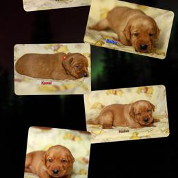 5th pick male puppy - Yellow male Labrador Retriever puppy in Twin Falls, Idaho from Whispering White Pines Labradors