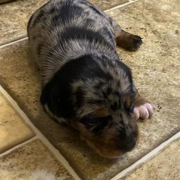 FRECKLES. CKC FULL RIGHTS - Dapple female Dachshund puppy in Elizabethtown, Kentucky from Teeny Tiny Puppy Tails