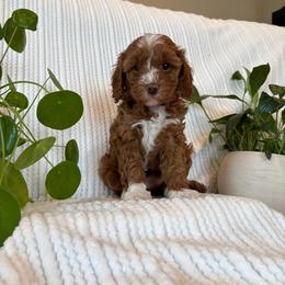 Cavapoo Puppies from White Creek