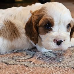 Onyx - Blenheim female Cavalier King Charles Spaniel puppy in Marshfield, Missouri from Puppyloversplace