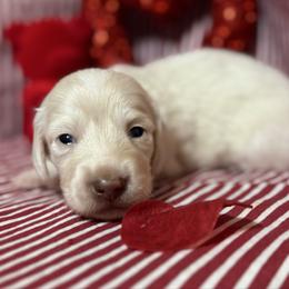 Mateo - Cream male Dachshund puppy in Somerset, Pennsylvania from Rae’s Dapper Dachshunds