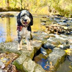 Assorted Doodle Crosses, Aussiedoodle, Australian Mountain Doodle, and Miniature Australian Shepherd Puppies from Aspen Mountain Doodles LLC