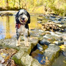 Assorted Doodle Crosses, Aussiedoodle, Australian Mountain Doodle, and Miniature Australian Shepherd Puppies from Aspen Mountain Doodles LLC