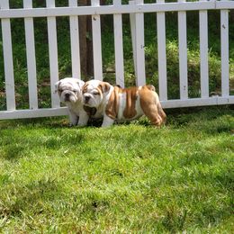 Bulldog Puppies from Magnifique Bulldogs