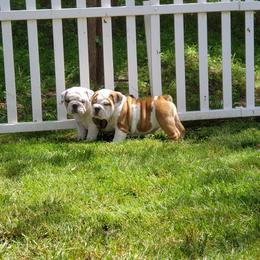 Bulldog Puppies from Magnifique Bulldogs
