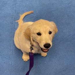 Golden Retriever Puppies from KCs Golden Dream