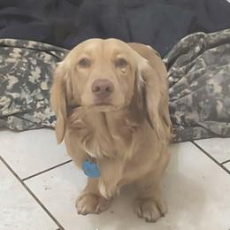Chester - Dachshund