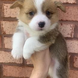 Winter - Red male Pembroke Welsh Corgi puppy in Cumming, Georgia from Carter’s Corgis LLC