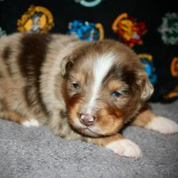 Sweetie - Red merle female Miniature Australian Shepherd puppy in El Dorado Springs, Missouri from HP Aussie Kennels