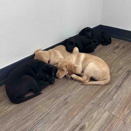Labrador Retriever Puppies from Branley's Riverside Labradors