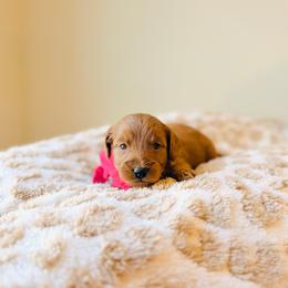 Honey - Red  female Goldendoodle puppy in Elizabethtown, Kentucky from Reddy Poodles & Doodles