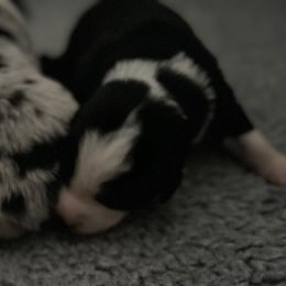 Australian Shepherd Puppies from Lil Rhody Blues Australian Shepherds