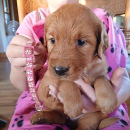Pink - Dark golden female Golden Retriever puppy in Lanesboro, Minnesota from Eagle Ridge Golden Retrievers