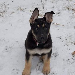 German Shepherd Puppies from Levesques German Shepherds