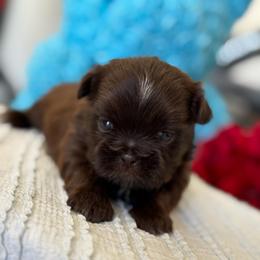 Mocha - Liver female Shih Tzu puppy in Hesperia, California from Maria's Shih Tzus