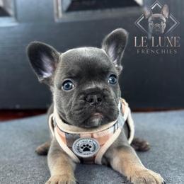 UNO - Liver male French Bulldog puppy in Gurnee, Illinois from Le Luxe Frenchies