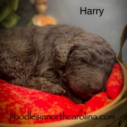 Harry - Brown male Poodle puppy in Greenville, North Carolina from Grace Poodles