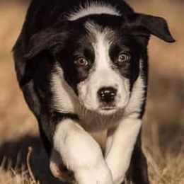 Border Collies from Boyce Ranch
