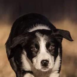 Border Collies from Boyce Ranch