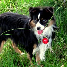 Little Joe - Toy Australian Shepherd