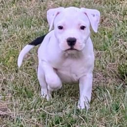 Female 2 - Black female American Staffordshire Terrier puppy in Conley, Georgia from Cicero Kennels