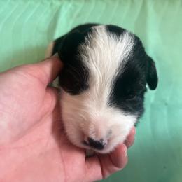America - Black and white female Border Collie puppy in Salem, Oregon from Croisan Creek Border Collies