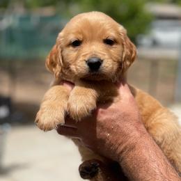 Boy 2 Brown collar - Golden male Golden Retriever puppy in Yucaipa, California from Blessed Goldens