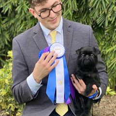 Oprah - Brussels Griffon