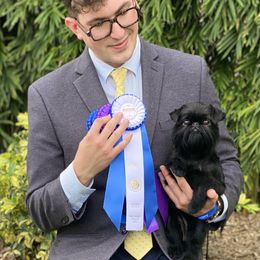 Oprah - Brussels Griffon