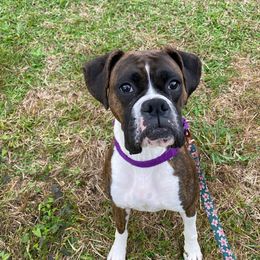Cricket - Boxer