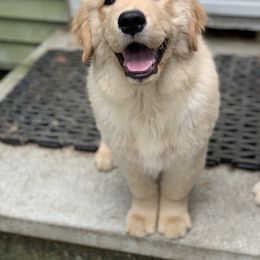 Golden Retriever Puppies from Davis Pond Goldens