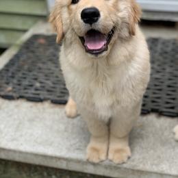 Golden Retriever Puppies from Davis Pond Goldens