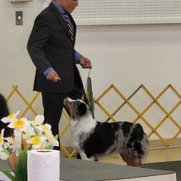 Miniature American Shepherd All Grown Up from Moon Phase Kennel