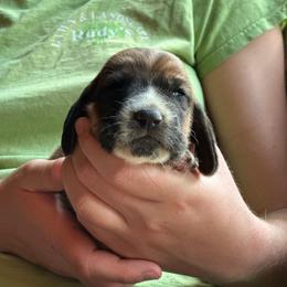 Male 5 - Mahogany and white male Basset Hound puppy in Lindley, New York from Hill Top Basset Hounds & Cane Corso