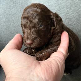 Sleepy - Chocolate male Goldendoodle puppy in Allegan, Michigan from Cocoa Doodles