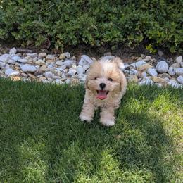 Logan - Apricot male Maltipoo puppy in Lawrenceburg, Tennessee from LUV Poodles and Maltipoos