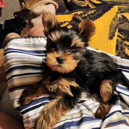 Yorkshire Terrier Puppies from Dana's Yorkies